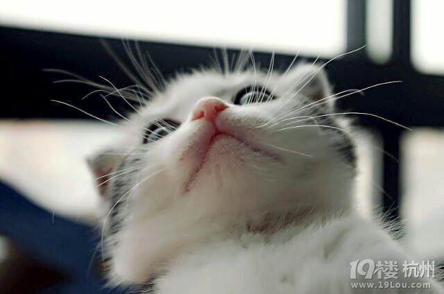 哇哈,做一只有人疼爱的猫 (题目长不起来)-爱宠