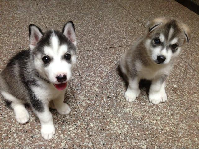 家养哈士奇\/两个月贱卖\/深蓝眼\/狗爹赛犬-宠物