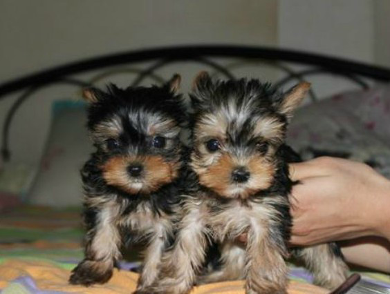 可爱纯种茶杯约克夏幼犬金头银杯蓝被约克夏梗犬上门挑选可签协议-我要出售-宠物相关交易区-杭州19楼