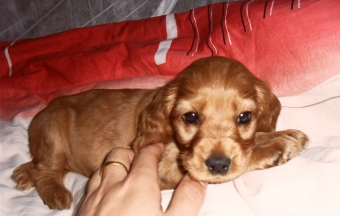 纯种宠物狗可卡幼犬美国可卡英国可卡金黄色可