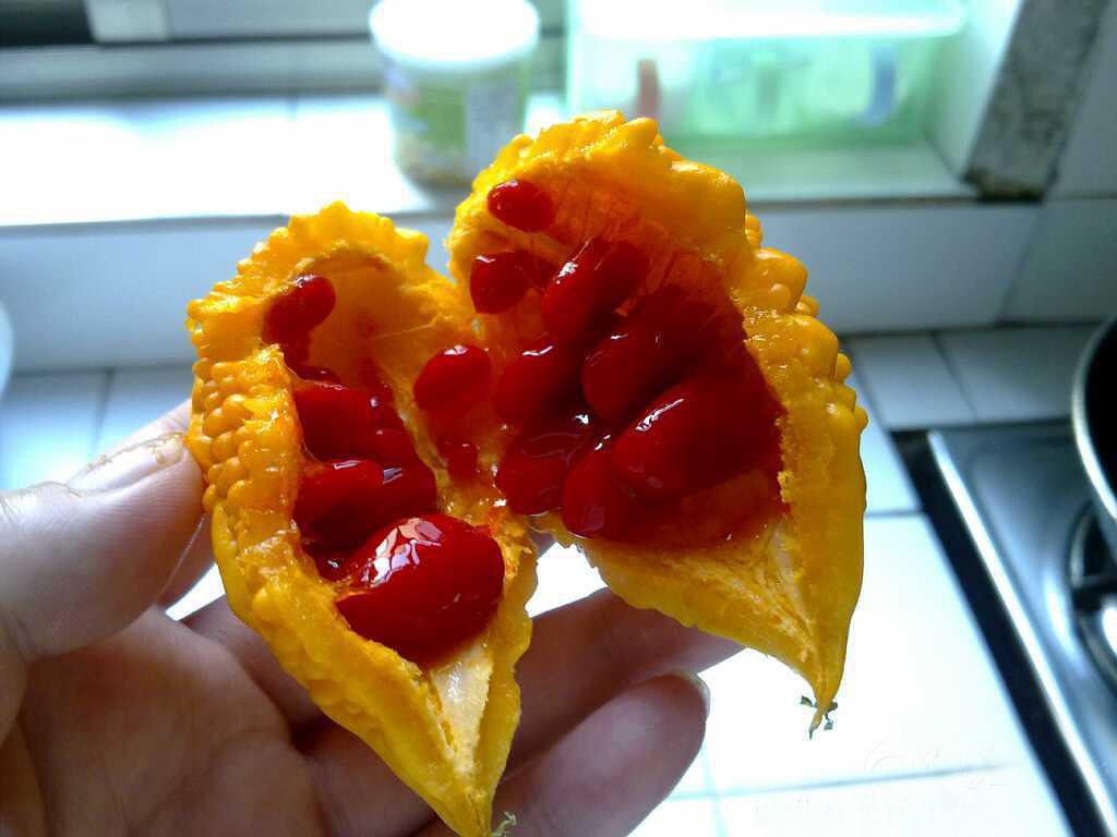 那些年吃过的奇怪水果-晒我家-装修学院-湖州19楼