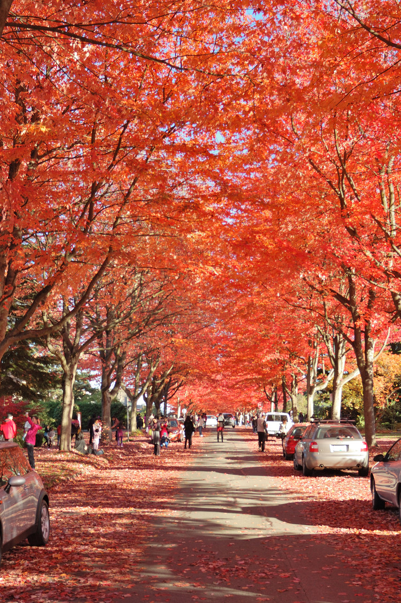 ___香山紅葉那么多人 這里紅葉也不輸香山____