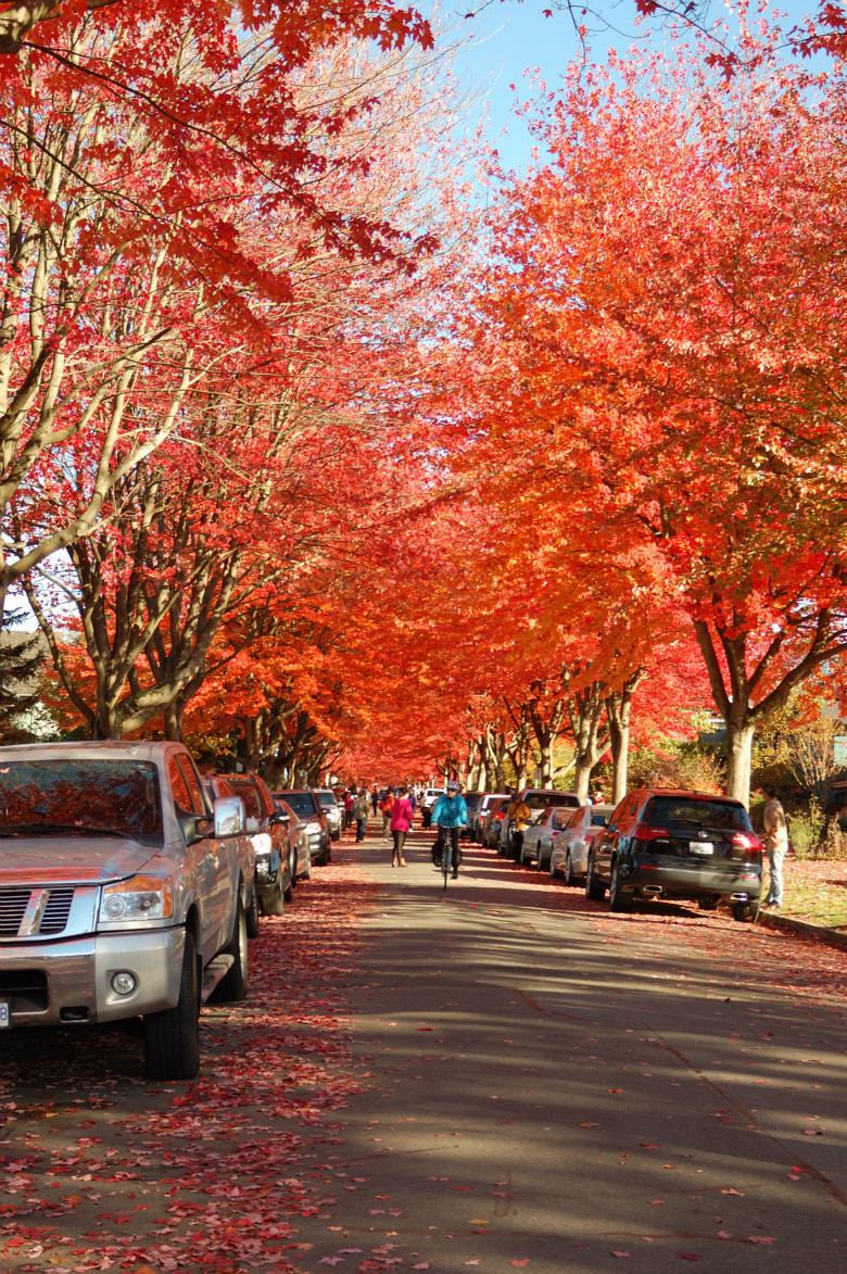 ___香山紅葉那么多人 這里紅葉也不輸香山____