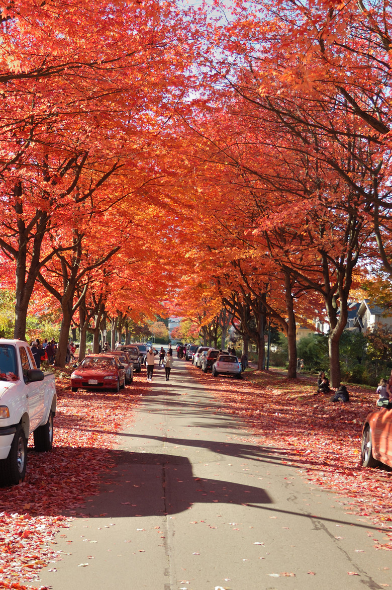___香山紅葉那么多人 這里紅葉也不輸香山____