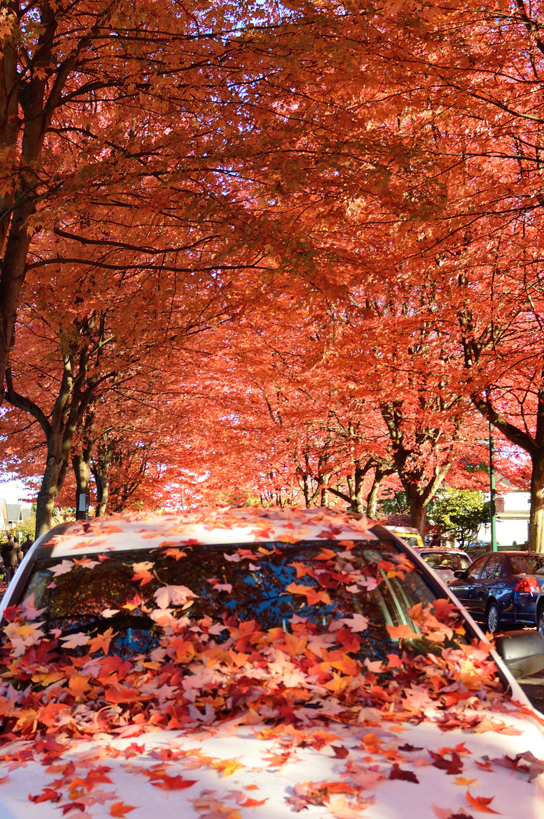 ___香山紅葉那么多人 這里紅葉也不輸香山____