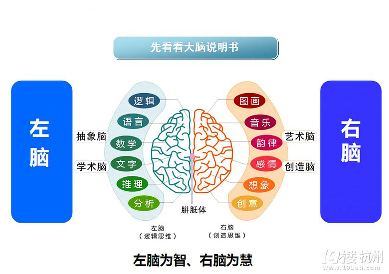 全脑教育重要性-家事百科-孩爸孩妈聊天室-杭州