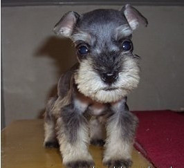 出售雪瑞纳犬,为雪瑞纳找个新家!-我要出售-宠物相关交易区-杭州19楼