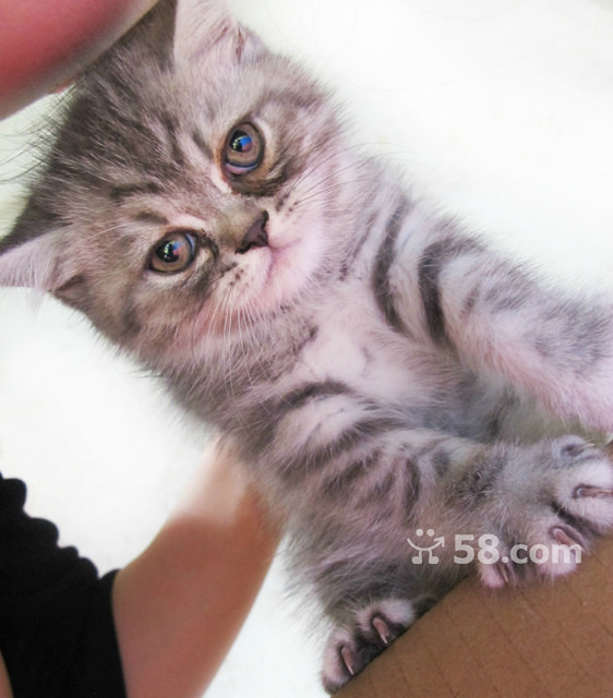 鱼骨刺花纹英短MM-我要出售-宠物相关交易区