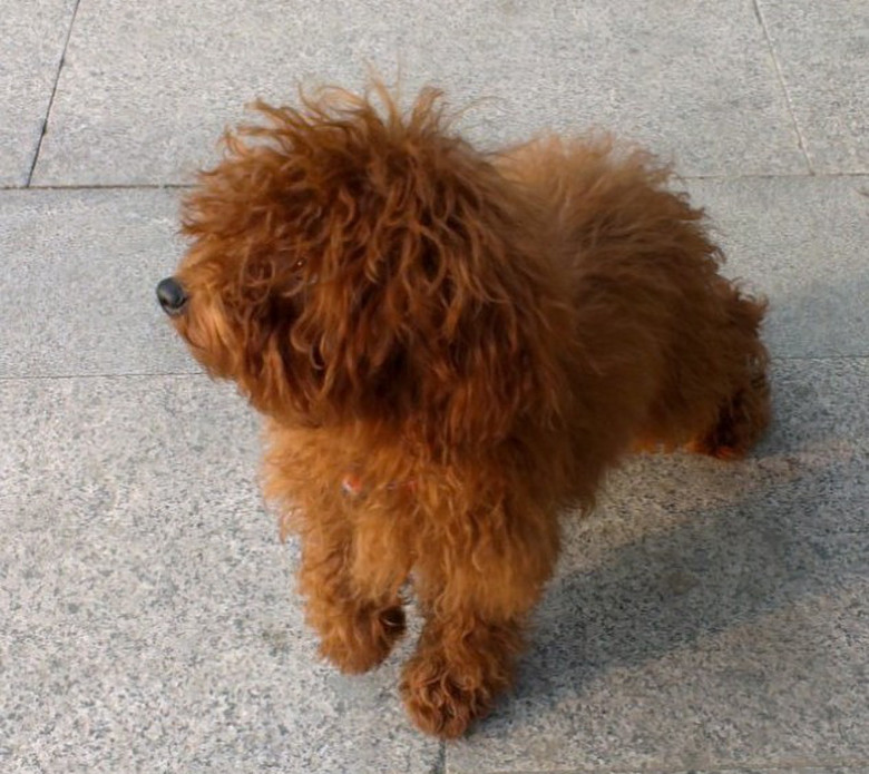 自己家的泰迪狗宝宝找新主人了!