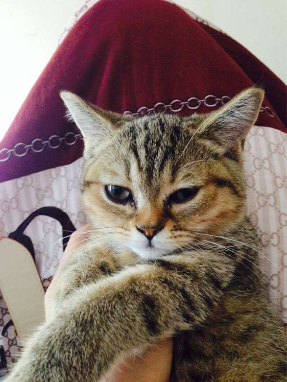 棕虎斑英短小猫求带走(或换小型犬)-我要出售-宠物相关交易区-杭州19楼