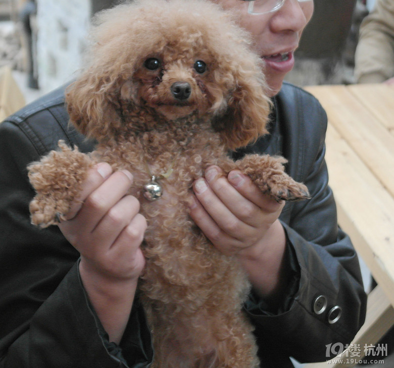 【4队】吃货聚美汇--螃蟹哥,引爆的疯狂嗨点-美