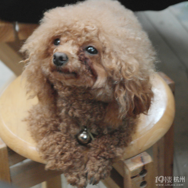 【4队】吃货聚美汇--螃蟹哥,引爆的疯狂嗨点-美