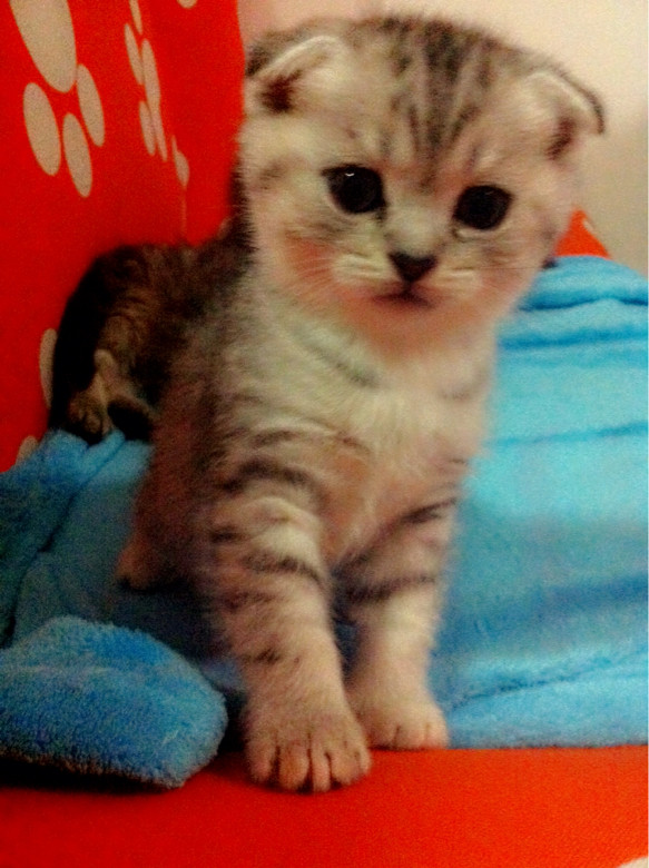 自家养折耳猫求长期饭票-宠物相关交易区-杭州