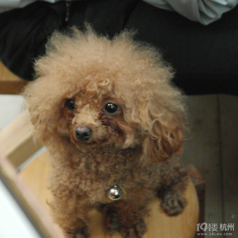 【4队】吃货聚美汇--螃蟹哥,引爆的疯狂嗨点-美