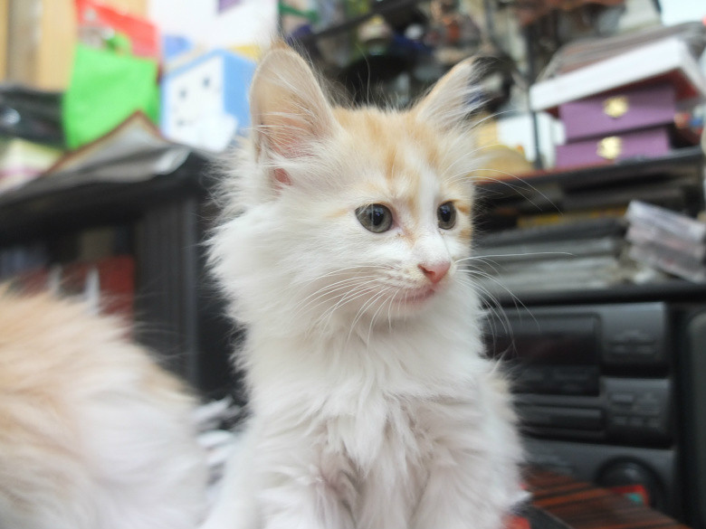 【金色长毛狸花猫】一大一小求领养-免费送养-宠物相关交易区-杭州19楼