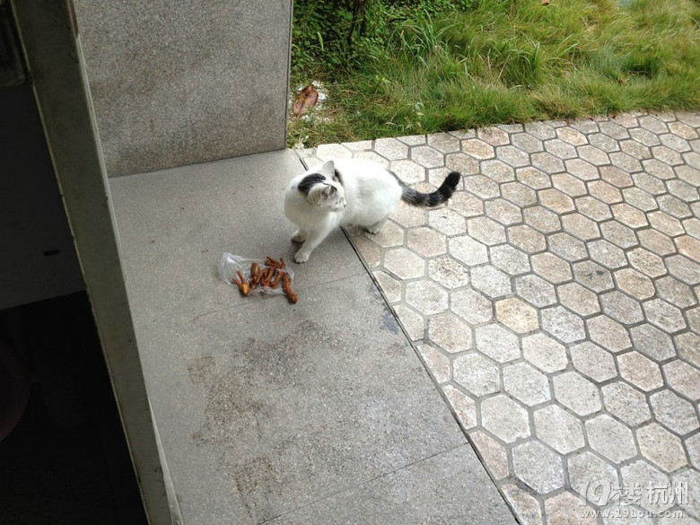 楼下的猫咪,我对不起你!-爱宠分享-家有宠物-杭