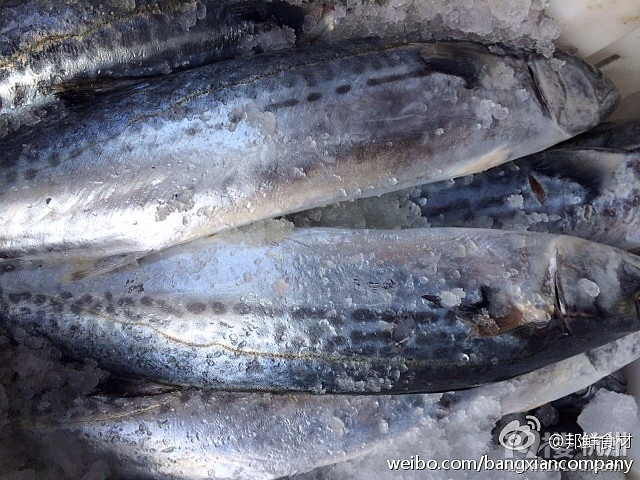 东海马鲛鱼的做法-家常菜-19楼私房菜-杭州19