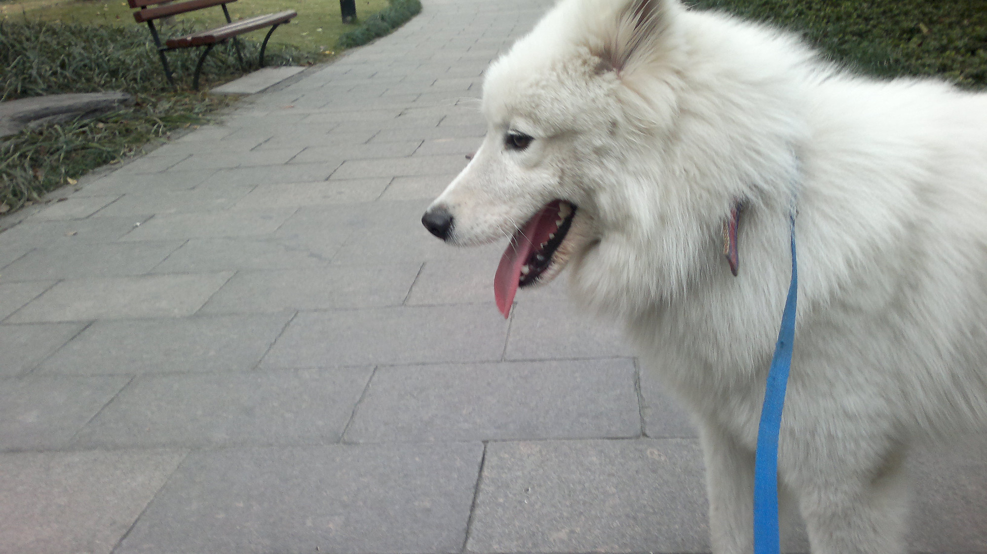 捡狗狗、找主人、送狗狗 现实很残酷-寻宠启事