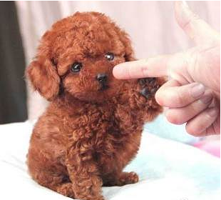 低价转让一窝小泰迪-我要出售-宠物相关交易区