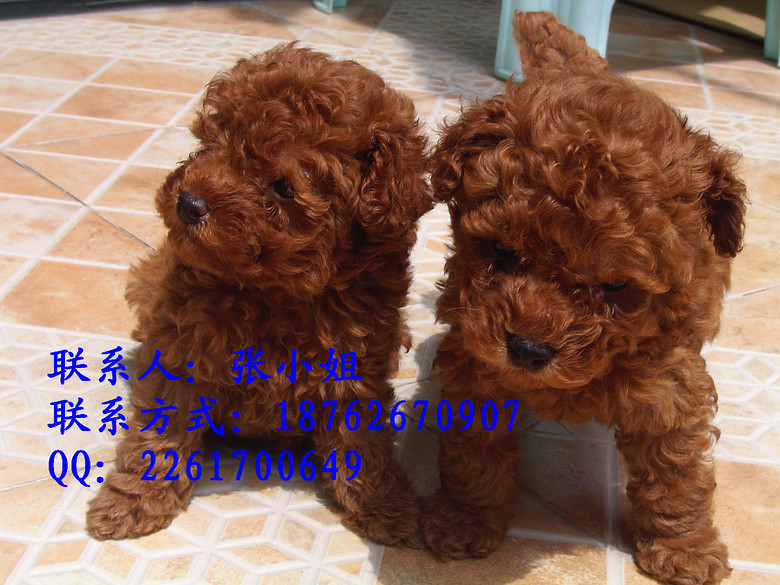 泰迪出售了喜欢的朋友可以上门看狗疫苗驱虫已