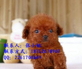 泰迪出售了喜欢的朋友可以上门看狗疫苗驱虫已