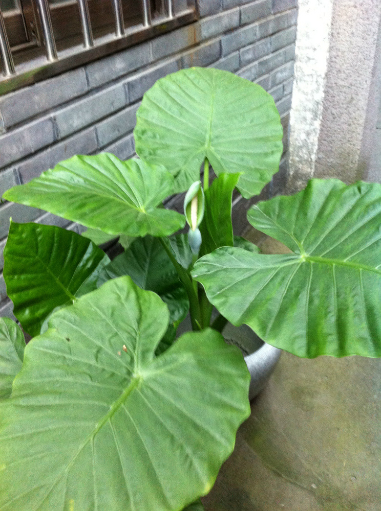 背景 壁纸 绿色 绿叶 树叶 植物 桌面 780_1044 竖版 竖屏 手机图片