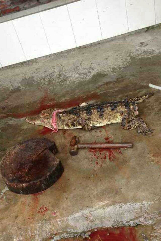 好血腥好暴力,广州吃的太恐怖啦-美食俱乐部-杭