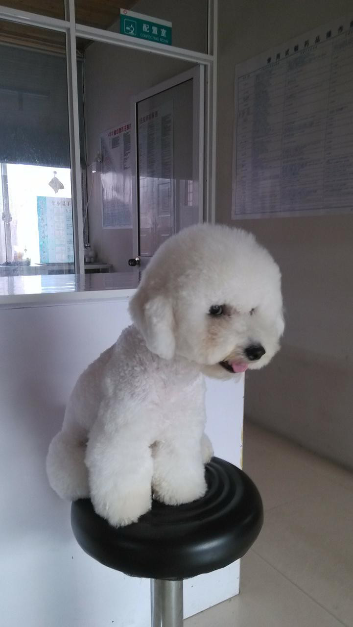 我家比熊MM发情中!找帅哥啦!-免费配种-宠物相