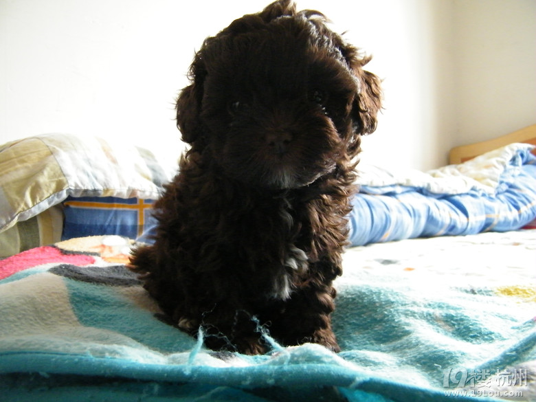 家有四只萌宠小狗出售中(泰迪和比熊所生的串