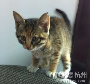 ~两三个月大的貌美梨花猫MM找粑粑麻麻~~-爱