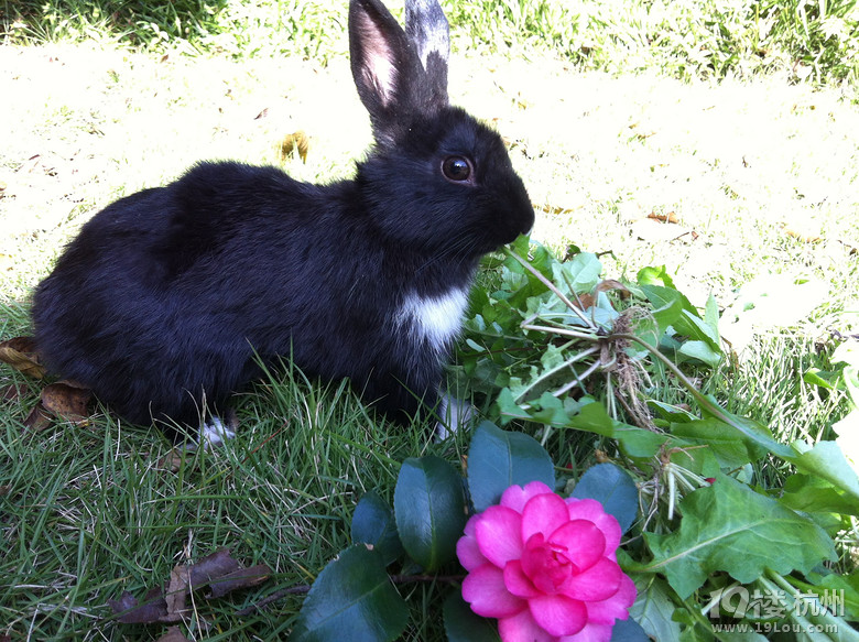 求母兔子交配-花鸟鱼虫-居家生活-杭州19楼