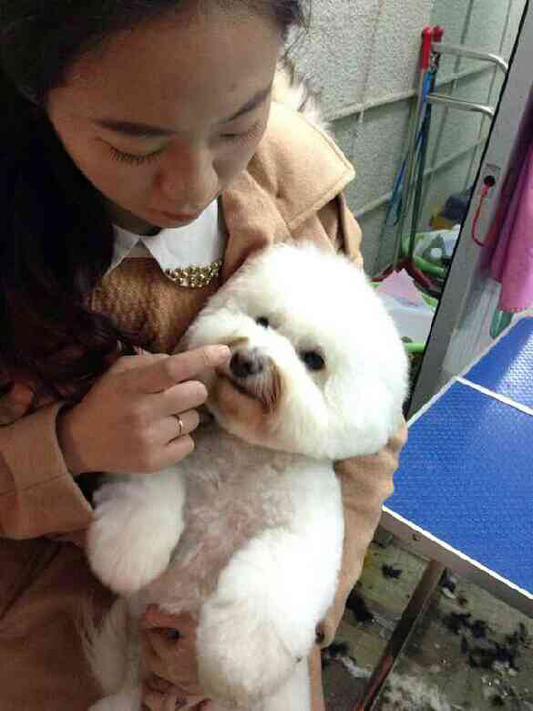 小少爷Diamond美容前后对比照~-家有宠物-杭