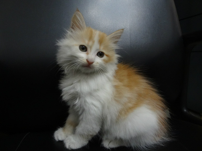 【金色长毛狸花猫】已被领养谢谢