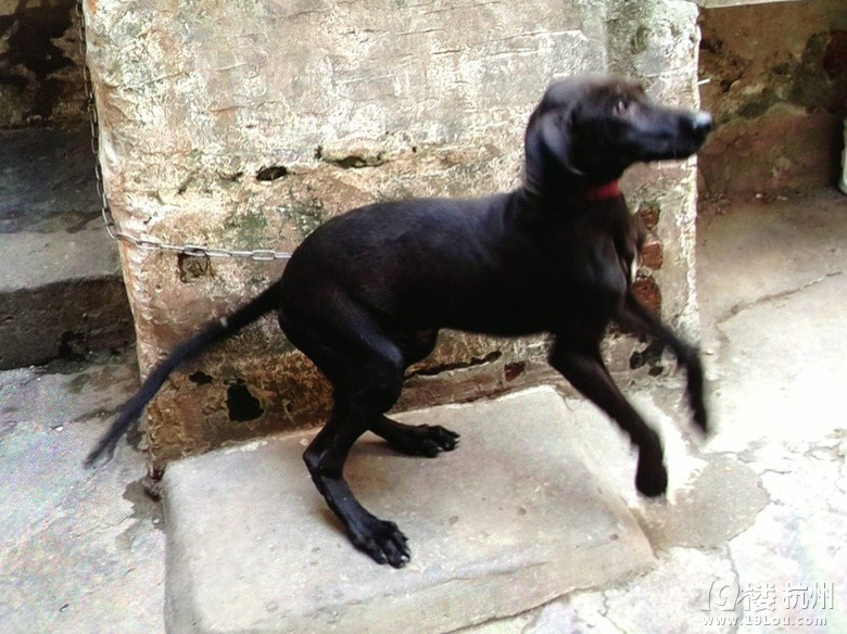 3个月大的大丹犬转让--世界上最大的狗-爱宠分