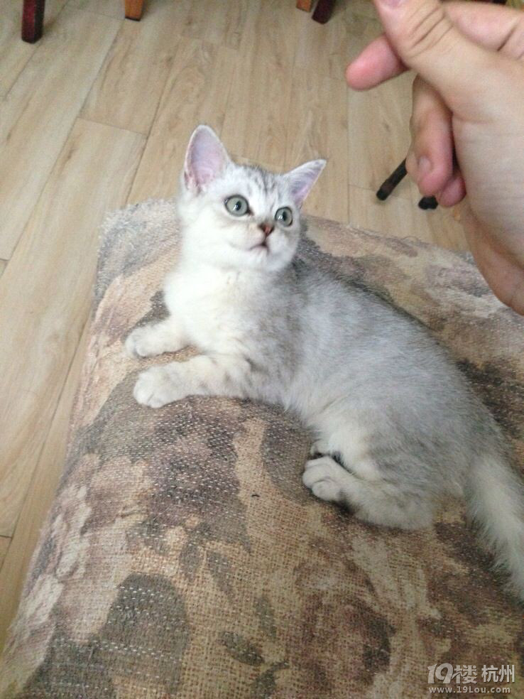 给我家差点嗝屁的果冻大爷开个贴-爱宠分享-家