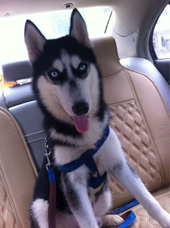 关于有些人老说哈士奇2,智商低.我想问你们养