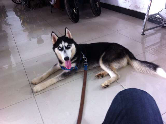 关于有些人老说哈士奇2,智商低.我想问你们养