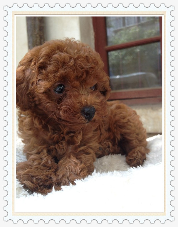 纯种可爱泰迪熊犬 公母幼犬 聪明懂事乖巧 健康