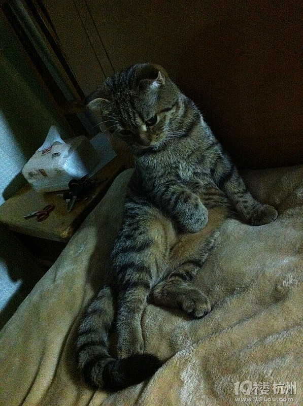 棕虎斑高地MM找老公-爱宠分享-家有宠物-杭州19楼