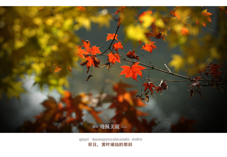 西湖印象:黃葉燦爛