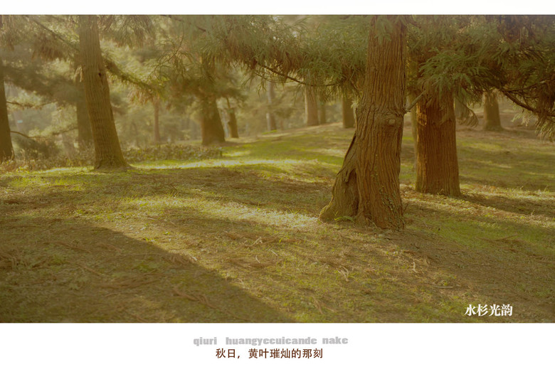 西湖印象:黃葉燦爛