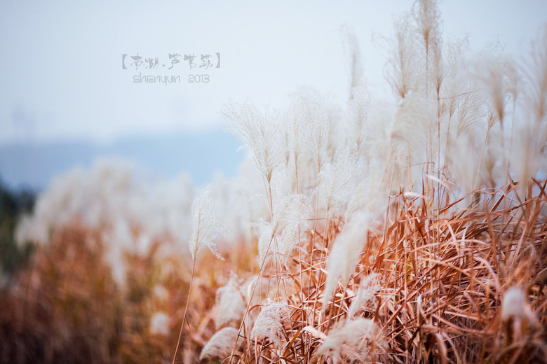 【南湖.蘆葦蕩】