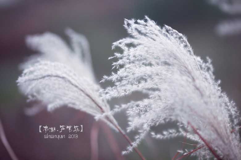 【南湖.蘆葦蕩】