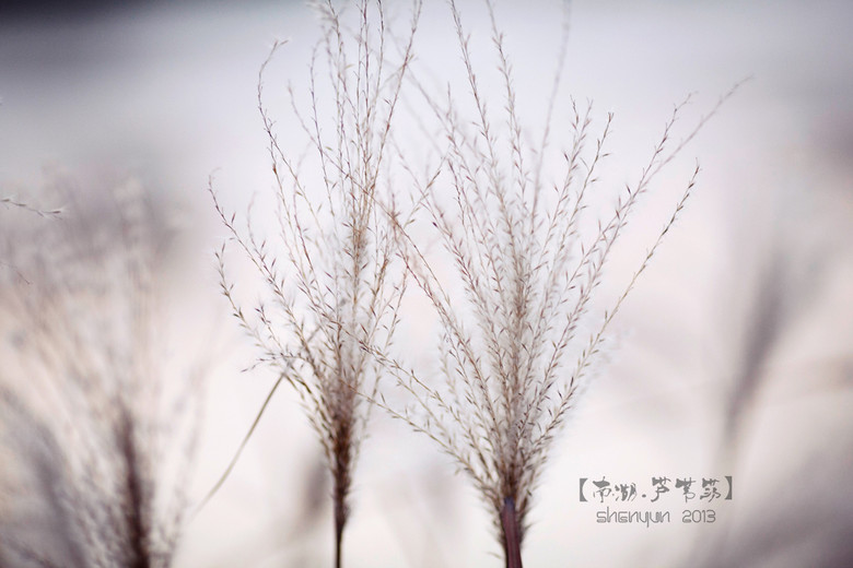 【南湖.蘆葦蕩】