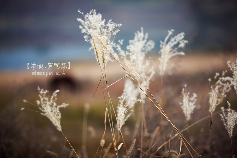 【南湖.蘆葦蕩】