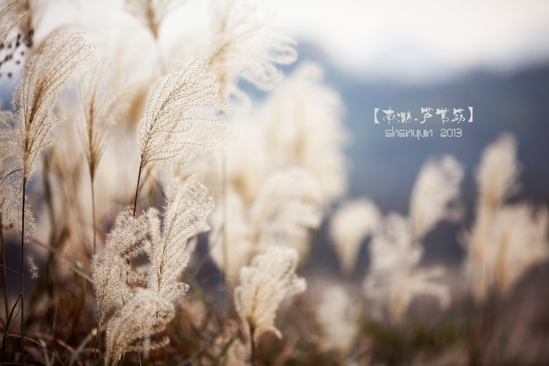【南湖.蘆葦蕩】