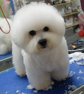 白色卷毛比熊-我要出售-宠物相关交易区-杭州19楼