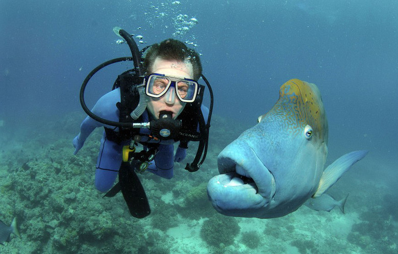 鱼儿瞪大眼睛吃惊表情萌翻潜水员 -搞笑-养眼搞