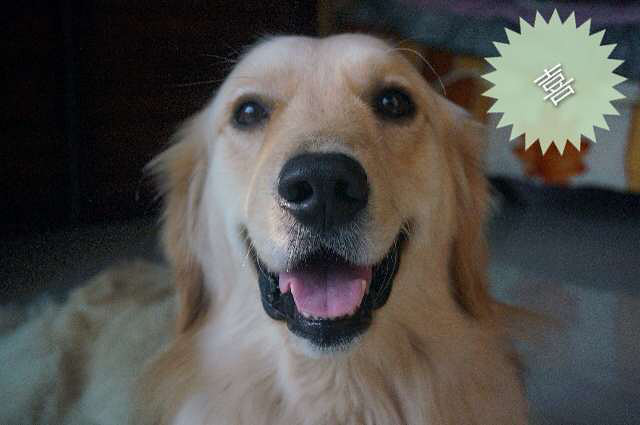 喜怒哀乐(金毛Bingo)