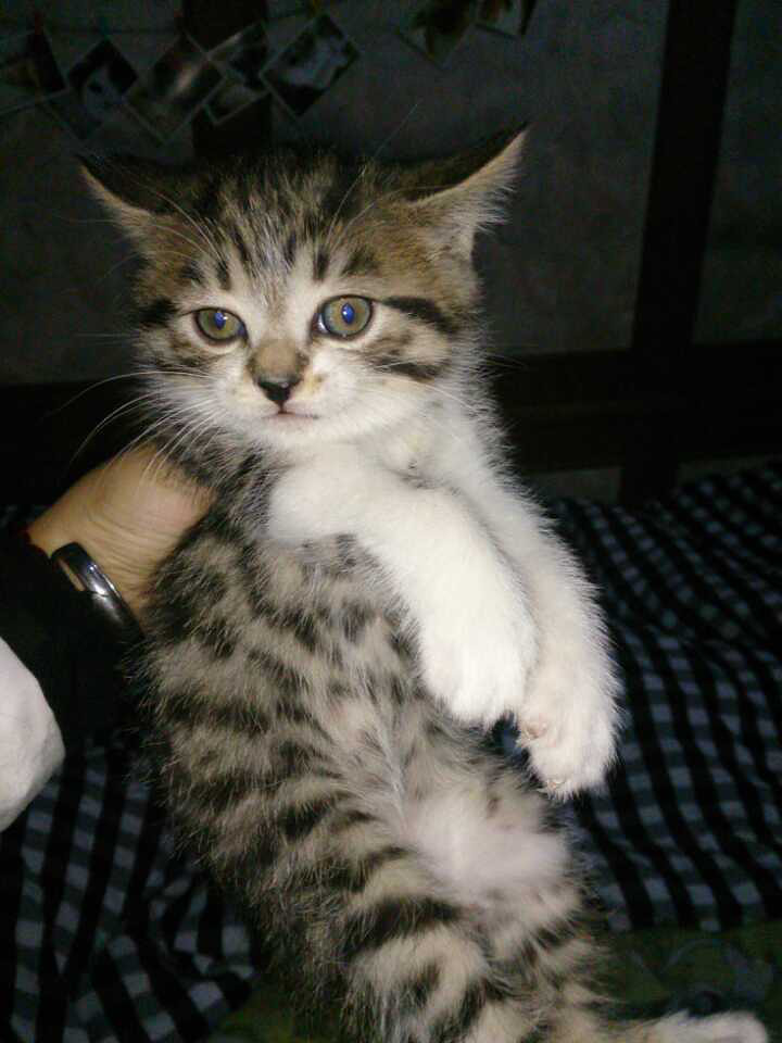 家有可爱猫宝宝挥泪送喜欢猫咪的人-免费送养